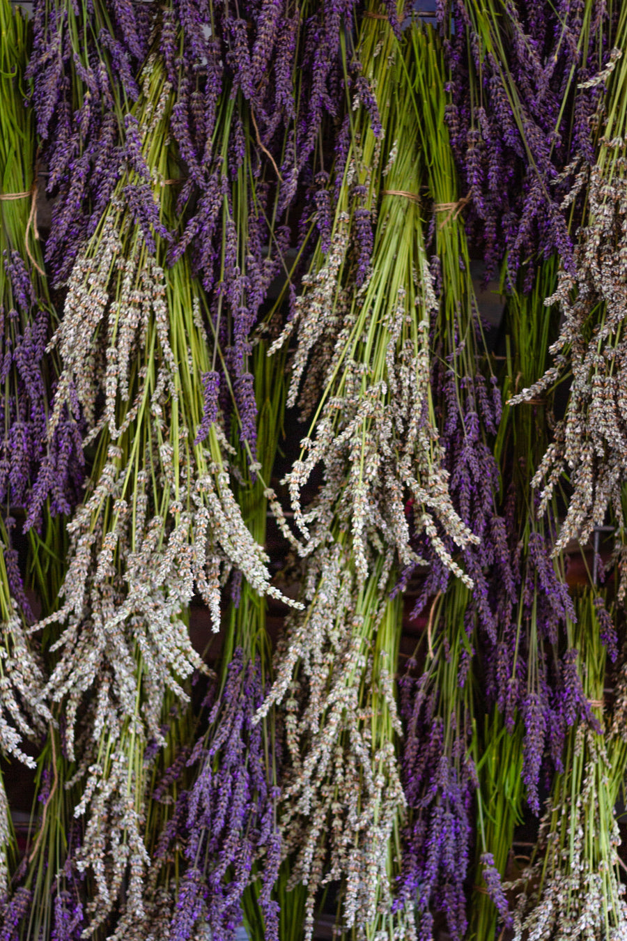 Whidbey Herbal Lavender